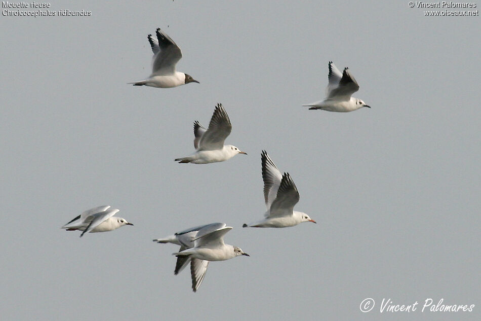 Black-headed Gull