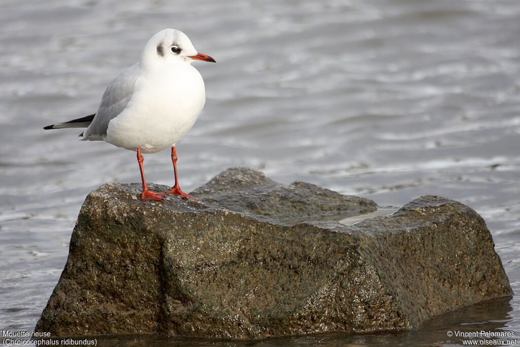 Black-headed Gulladult post breeding