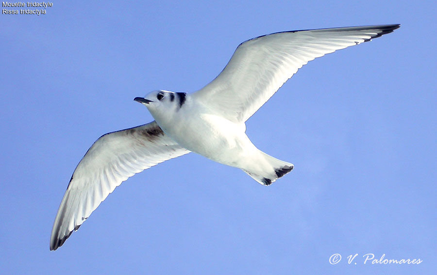 Black-legged Kittiwake