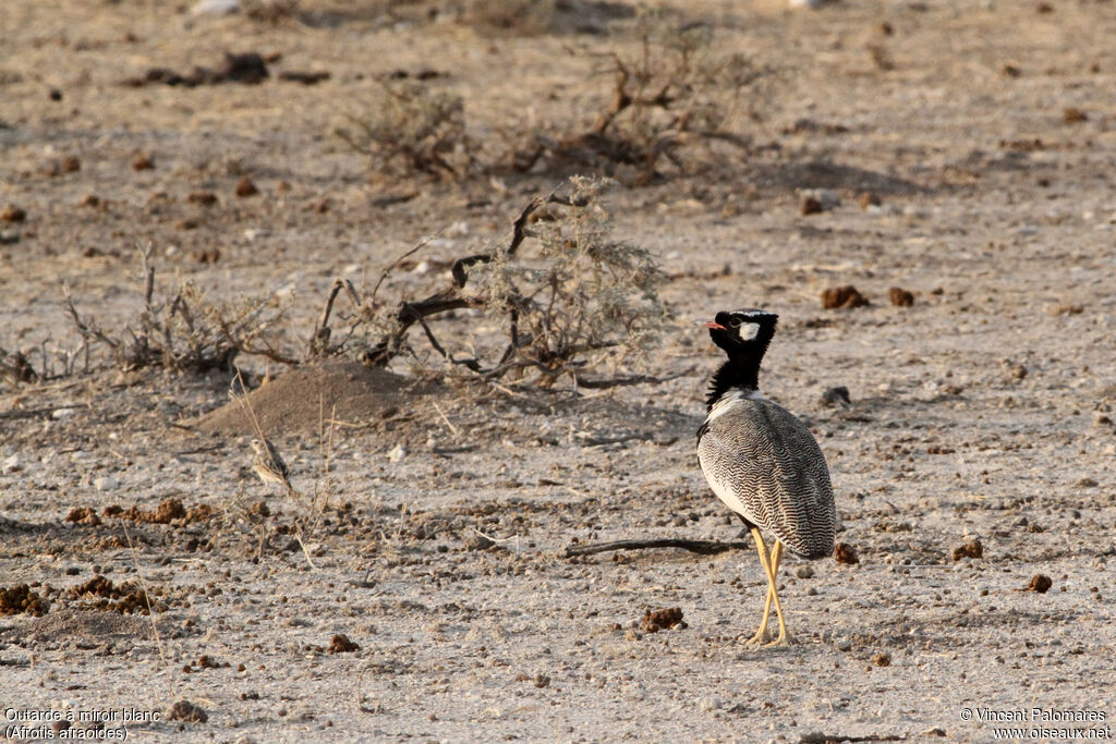 Northern Black Korhaan male, habitat