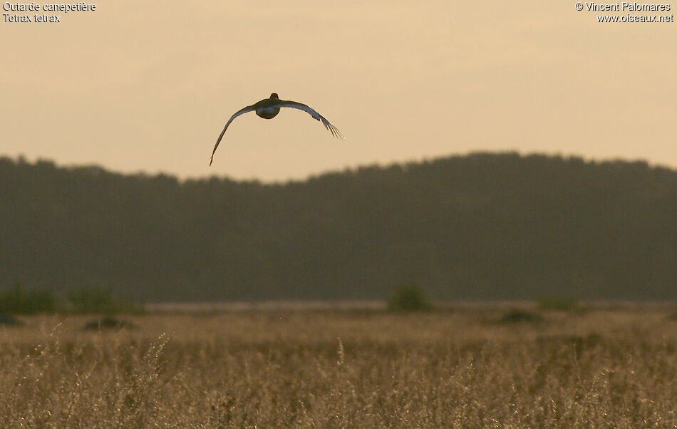 Little Bustard