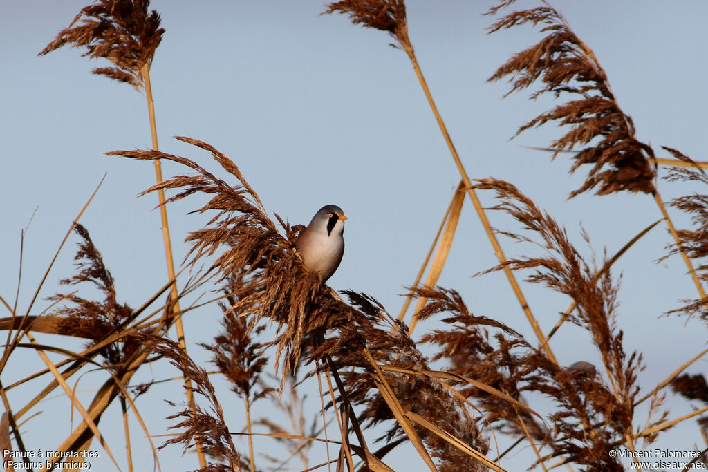 Bearded Reedling