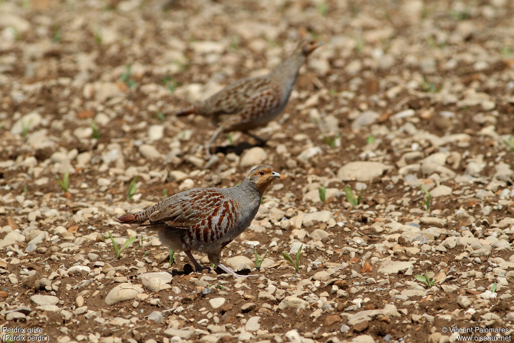 Grey Partridgeadult