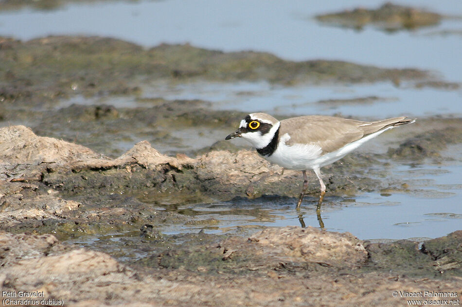 Little Ringed Ploveradult
