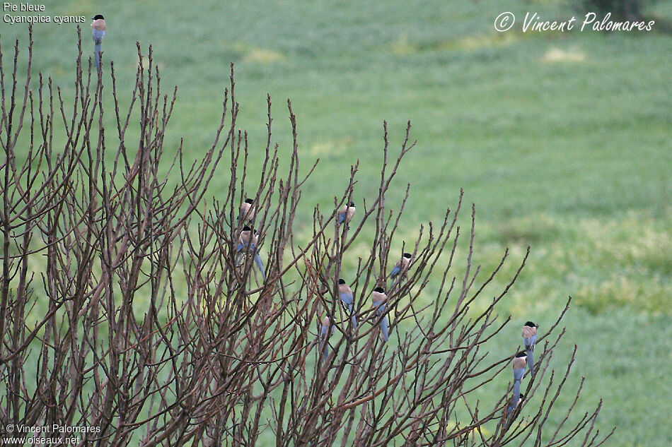 Azure-winged Magpie