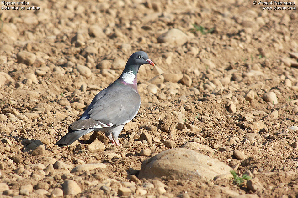 Common Wood Pigeon