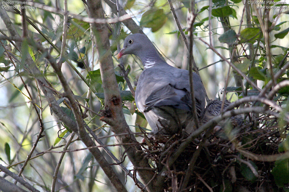 Common Wood Pigeon