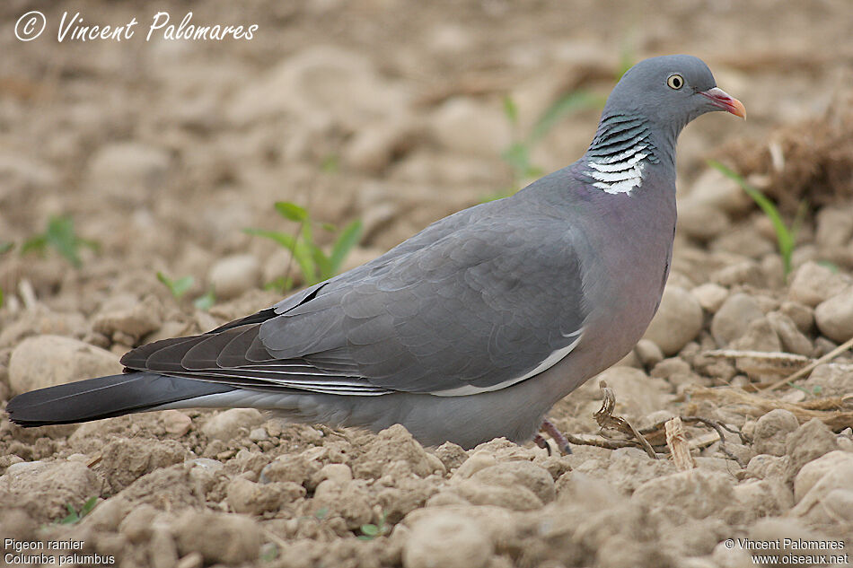 Common Wood Pigeon