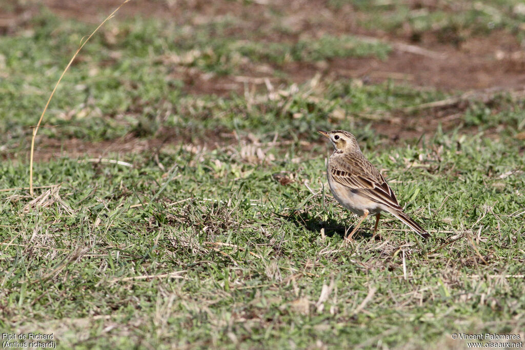 Pipit de Richard