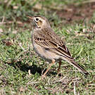 Pipit de Richard