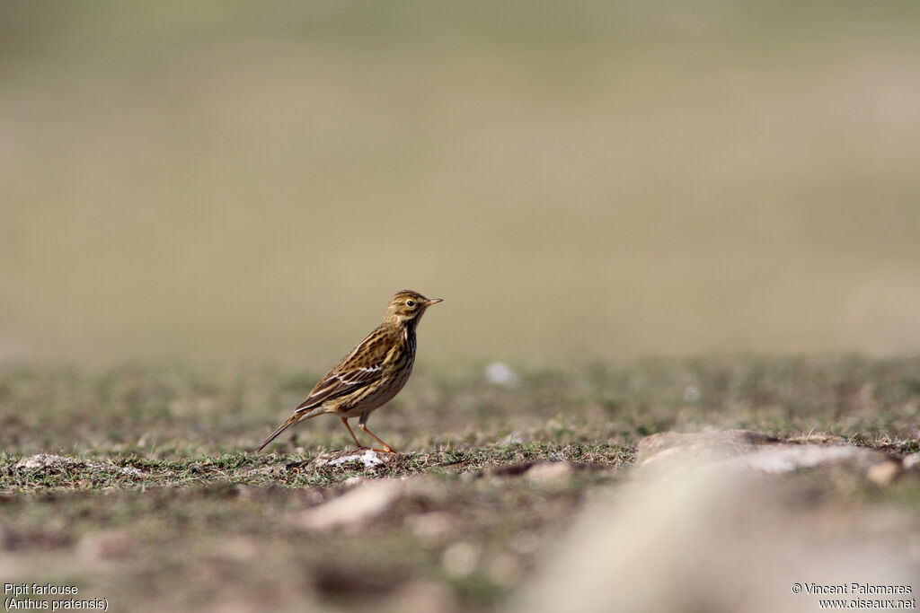 Pipit farlouse