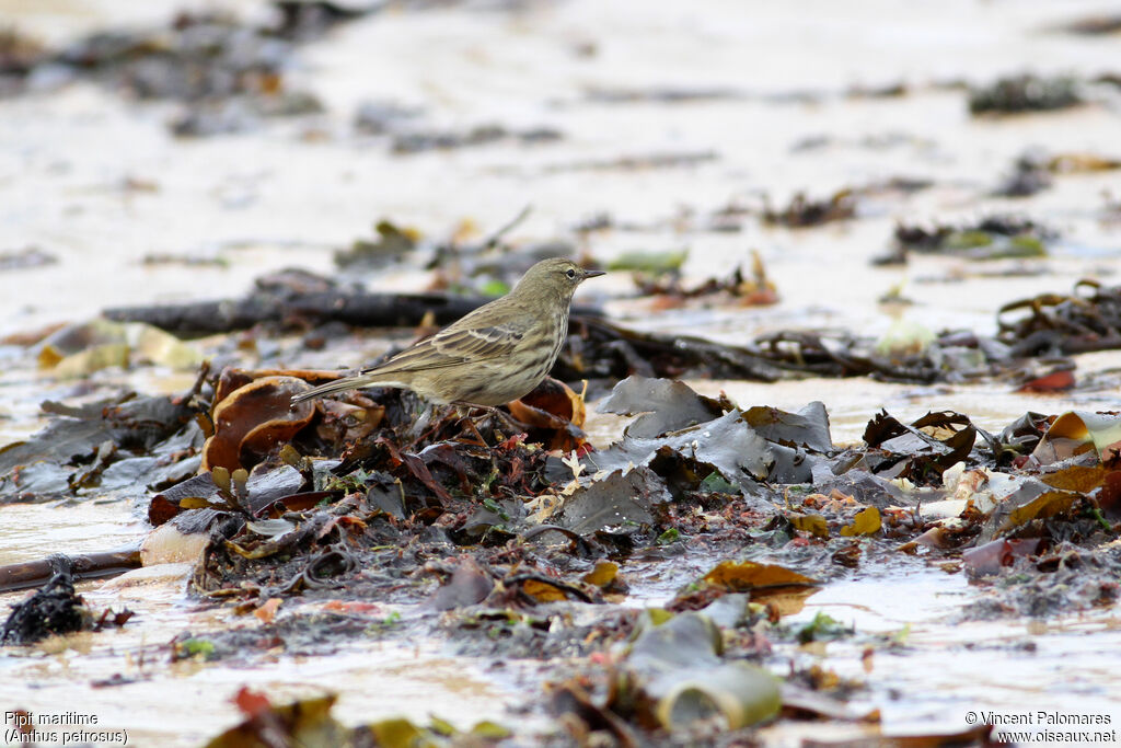 Pipit maritime, habitat