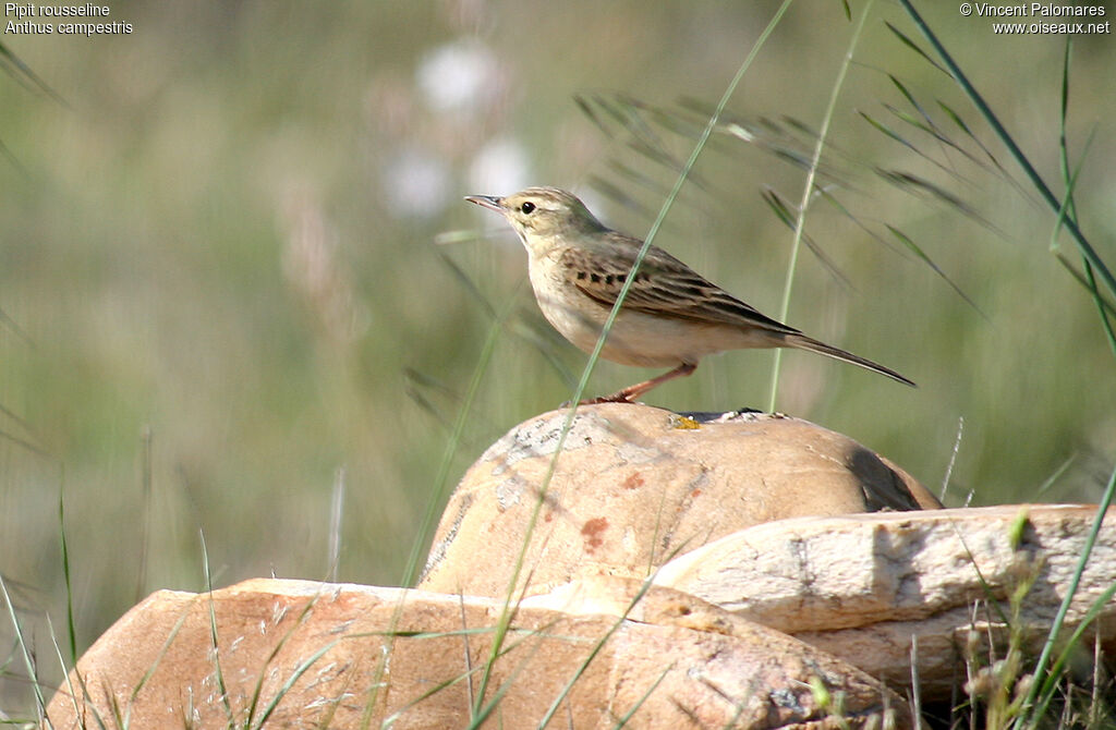 Pipit rousseline