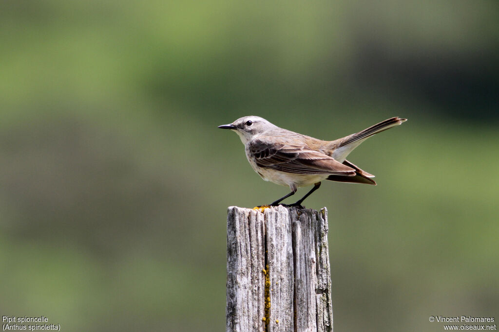 Water Pipitadult breeding