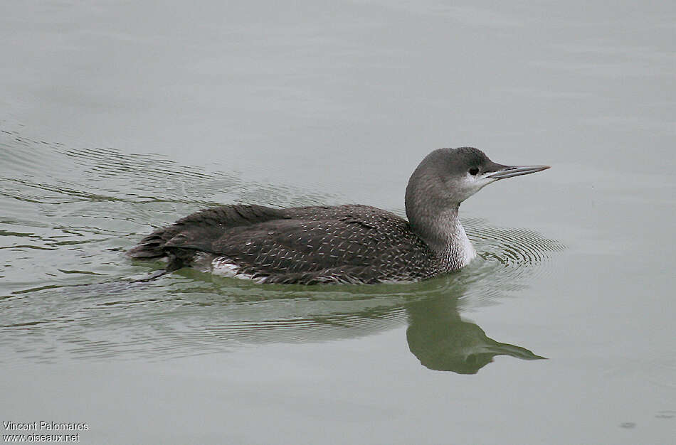 Red-throated LoonFirst year, identification