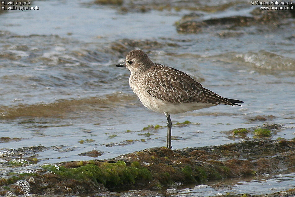 Grey Plover