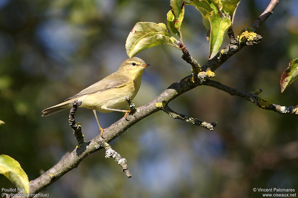 Pouillot fitis