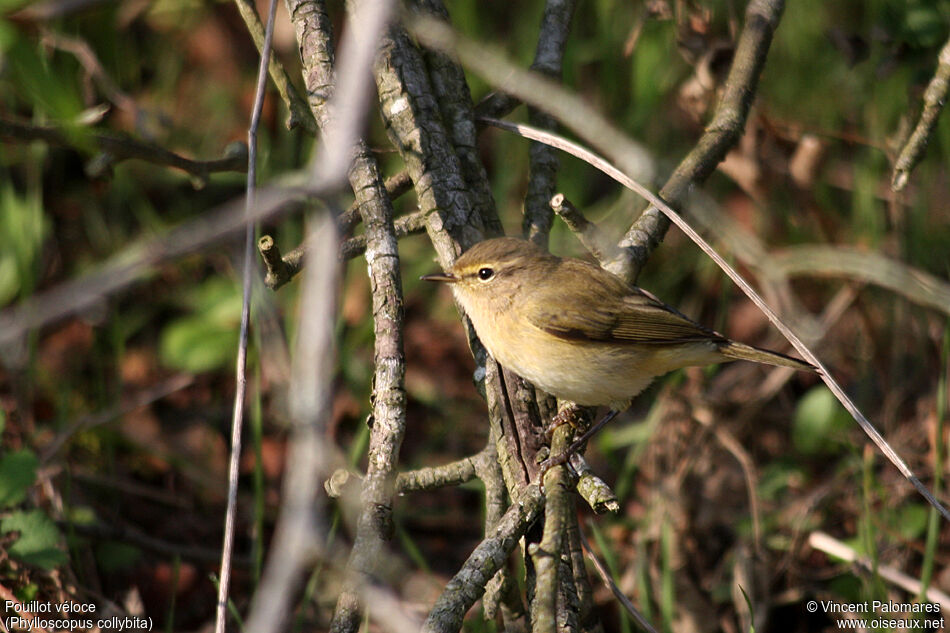 Common Chiffchaff