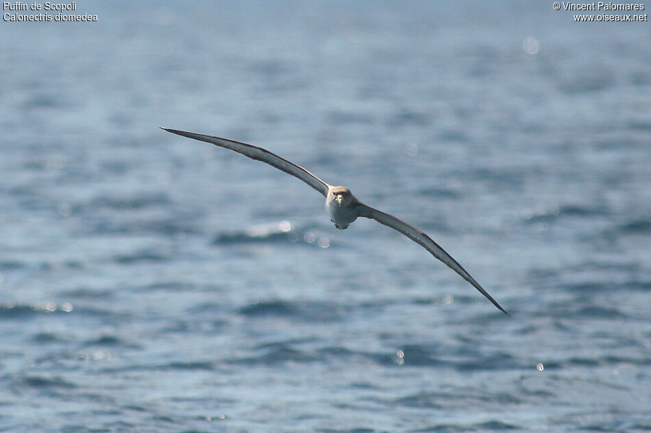 Scopoli's Shearwater