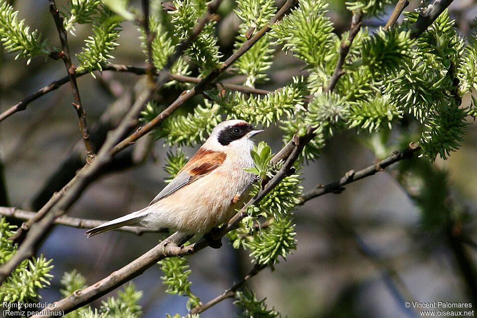 Rémiz penduline