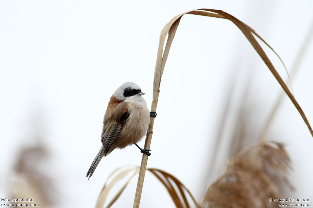 Eurasian Penduline Tit