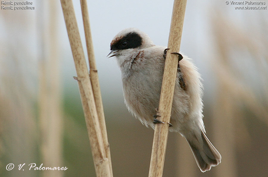 Eurasian Penduline Tit