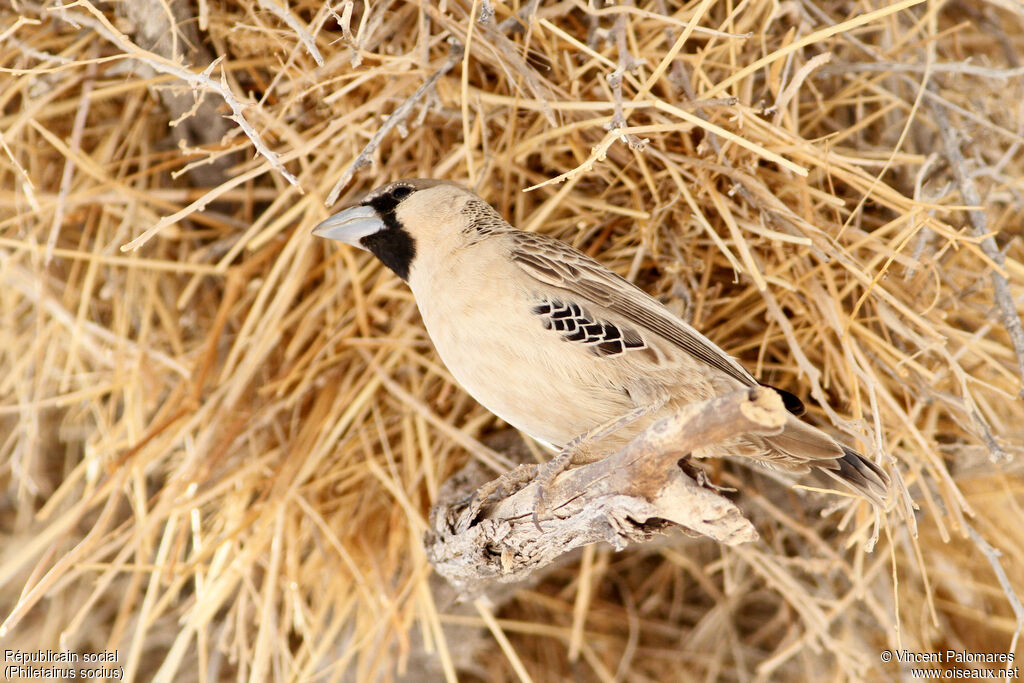 Sociable Weaver