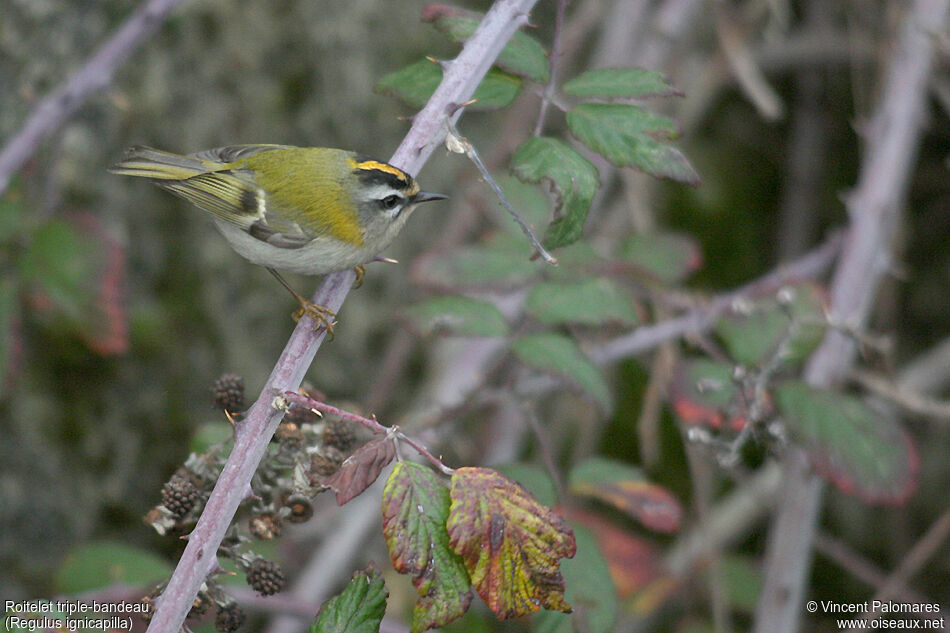Common Firecrest