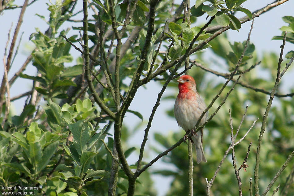 Common Rosefinch male adult, habitat, pigmentation