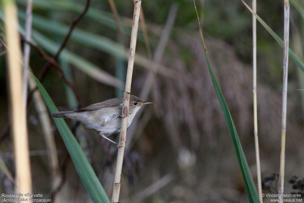 Common Reed Warbler