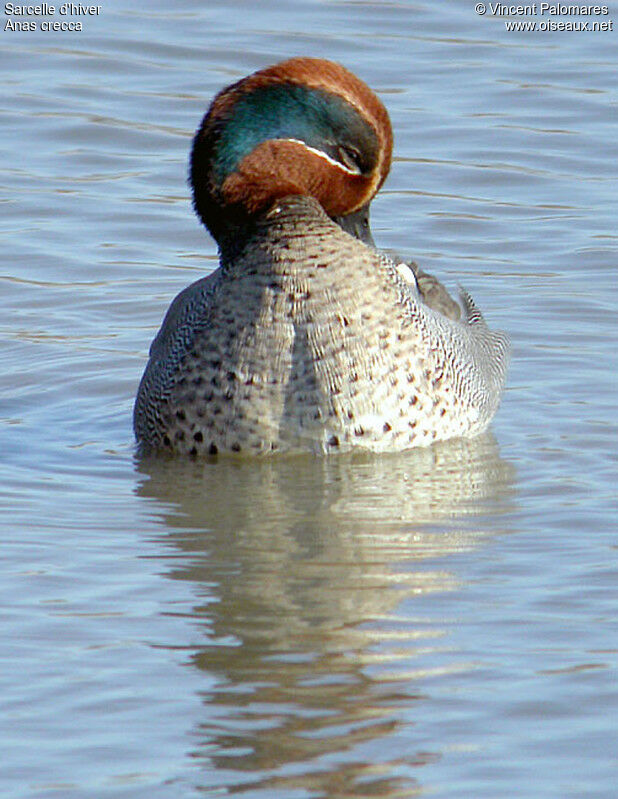 Eurasian Teal