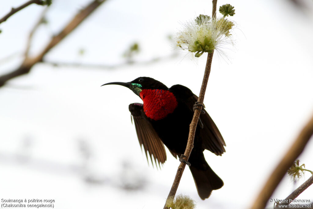 Scarlet-chested Sunbird male