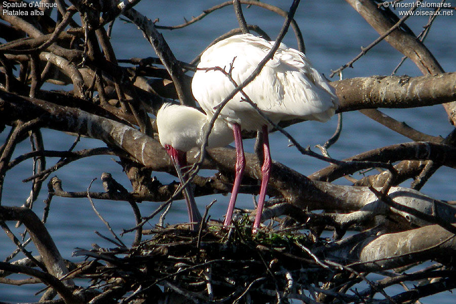African Spoonbill
