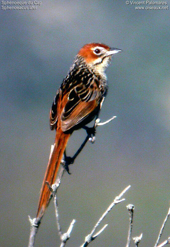 Cape Grassbird