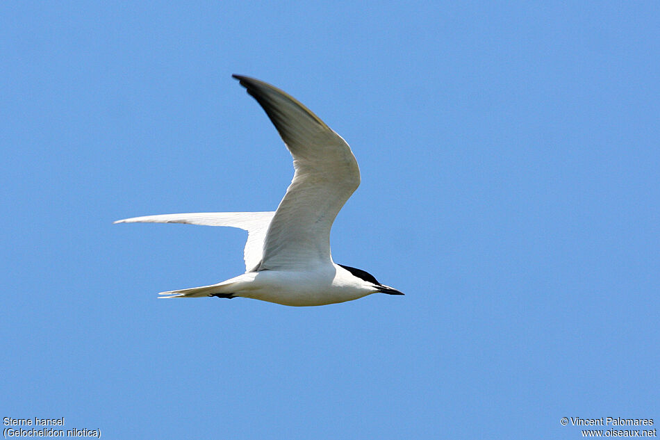 Gull-billed Ternadult breeding