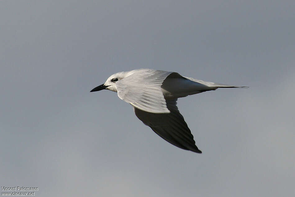 Gull-billed Ternadult post breeding, Flight