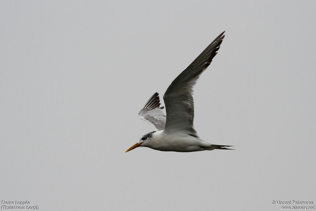 Greater Crested Ternimmature, Flight