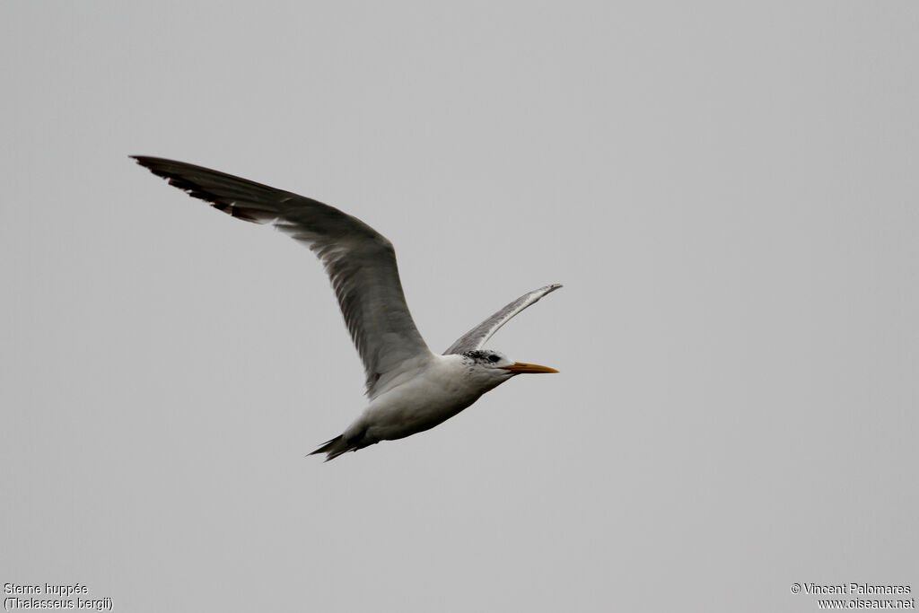 Greater Crested Tern