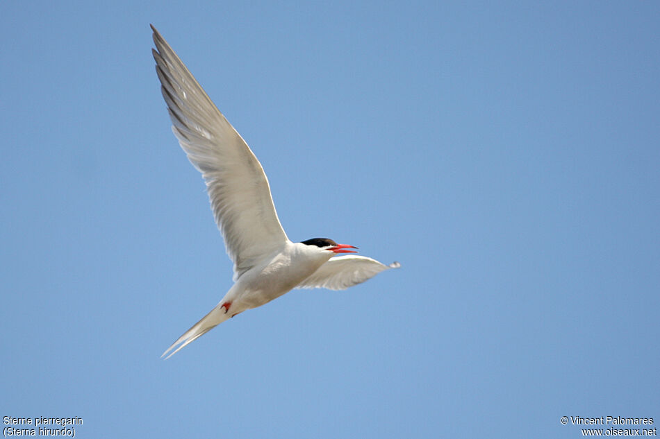 Common Ternadult breeding
