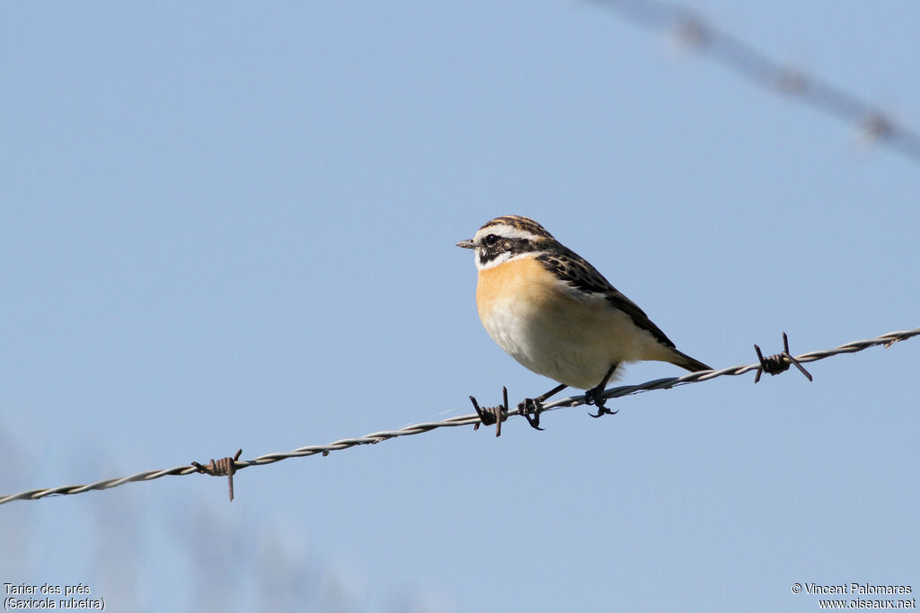 Whinchat