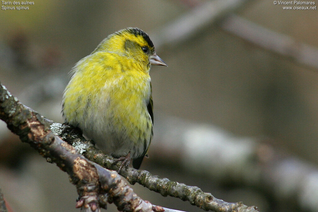 Eurasian Siskin
