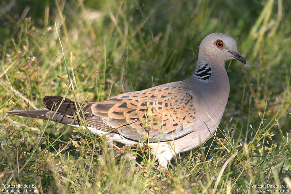 European Turtle Dove