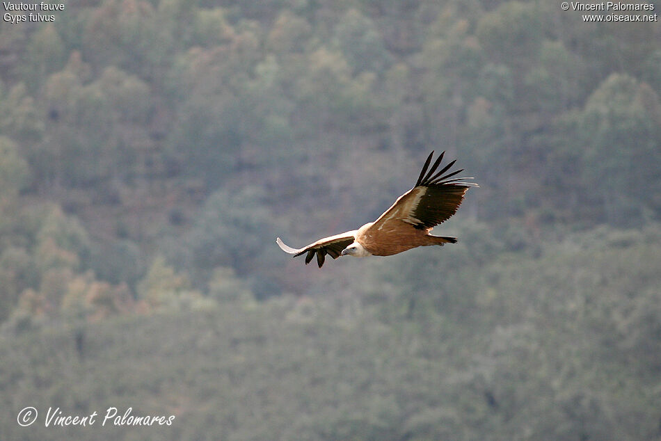 Vautour fauve