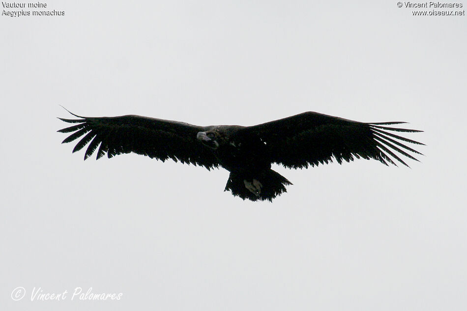 Vautour moine