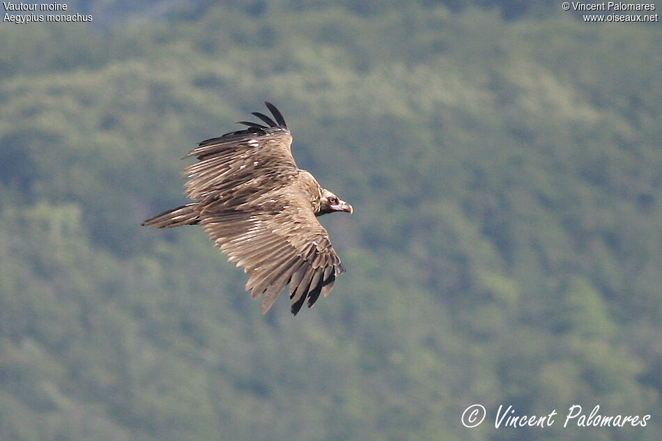 Vautour moine