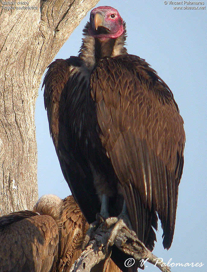 Lappet-faced Vulture