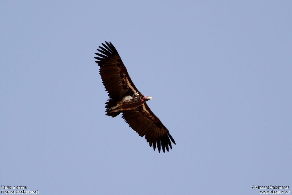 Vautour oricou