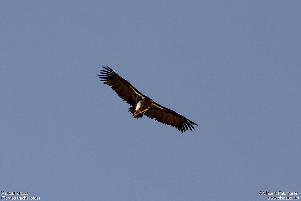Lappet-faced Vulture
