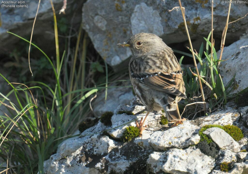 Alpine Accentor