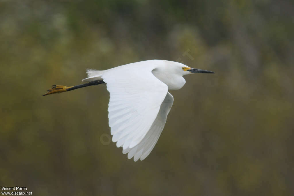 Aigrette neigeuseadulte, Vol